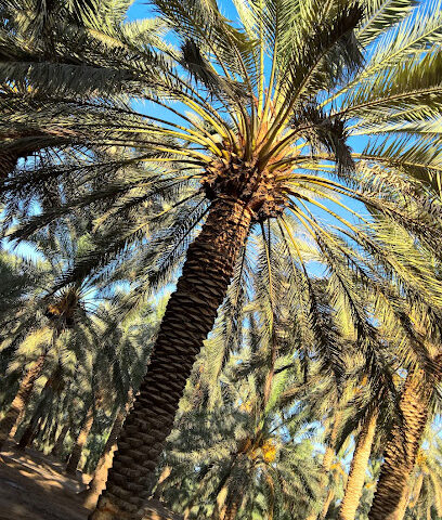 مزرعة عبدالله العضيبي - Al Bukayriyah -