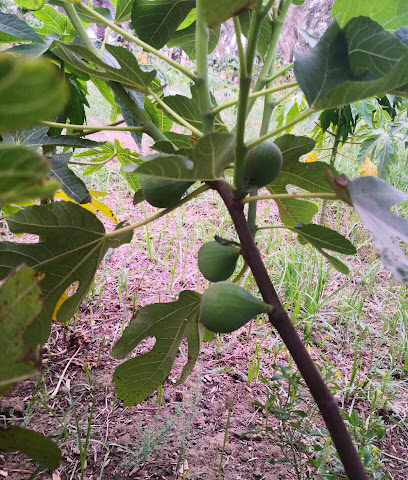 IBRAHIM ALJAROODI FARM - Safwa - +966 54 719 9818