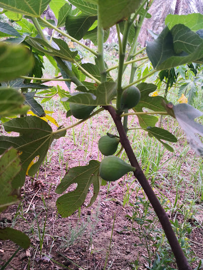 IBRAHIM ALJAROODI FARM - Safwa 32673