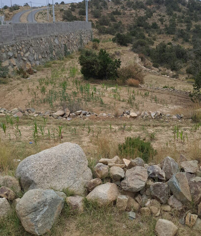 She'eb Ibn Kurman - آل مسلمة -