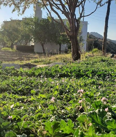 حديقة درة الشفا - Taif -