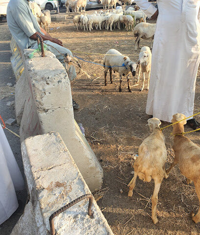 سوق المواشي - Abu Arish -