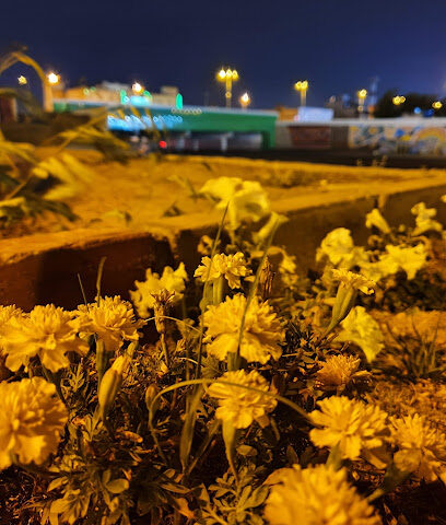 ممشى طريق الملك سعود - Najran - +966 58 078 5405