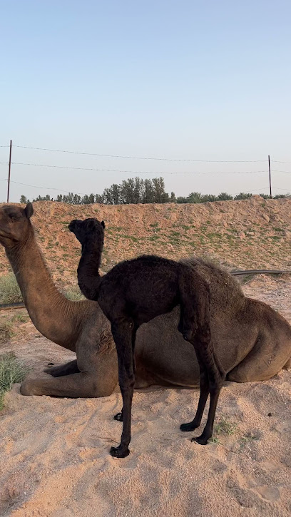 مزرعة الشيخ علي الدغيم -رحمة الله- - Saudi Arabia|Ar Rass 58854|VH4J+X4