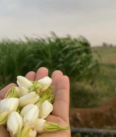 مزرعة المرحوم الشيخ علي هادي دغريري - Mojour -