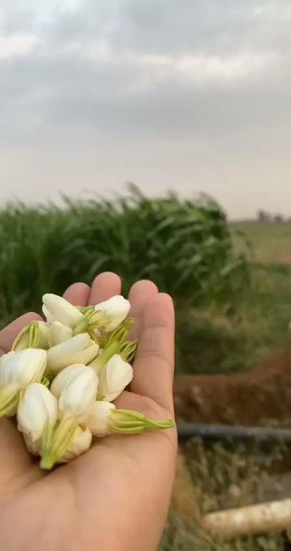 مزرعة المرحوم الشيخ علي هادي دغريري - Saudi Arabia|Mojour 86779|HXQX+62