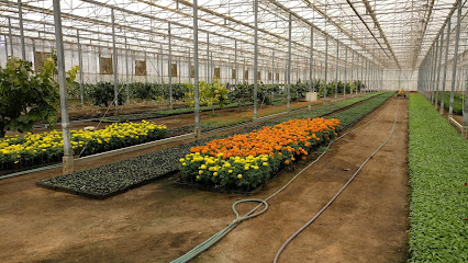 Khalediah Farm -  -