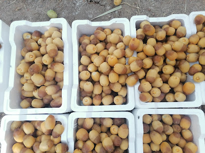 مزرعة لبيع التمور والرطب -  - +966 55 965 5569