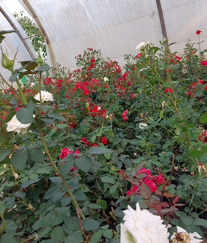 مزرعة أجواد - Khamis Mushait -