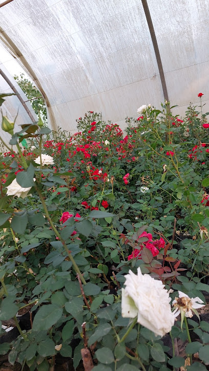 مزرعة أجواد - Saudi Arabia|Khamis Mushait 62523|Al Rabwah|6G6G+757