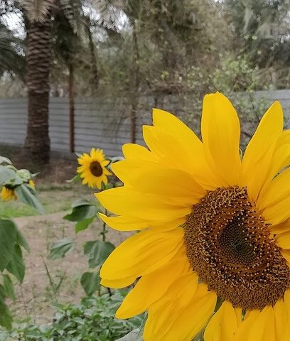 الحضرة - Al Qatif -
