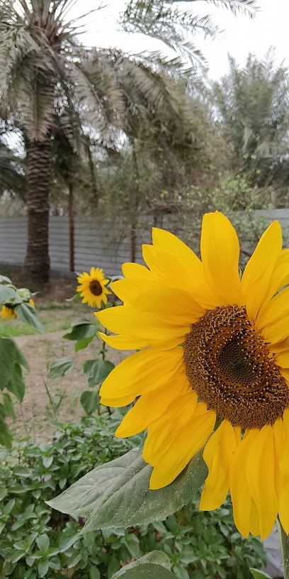 الحضرة - Saudi Arabia|3531