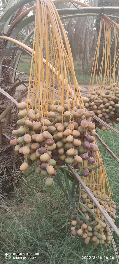مزرعه عبدالرحمن بن سليمان الرفيق (رحمه الله) - Saudi Arabia|Ad Dilam 16223|3420 6904