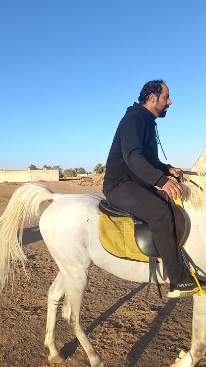 اسطبل البواسل للخيل العربية Al Bawasel Stud For Horses - Saudi Arabia|Tabuk 47332|FMF6+GRQ