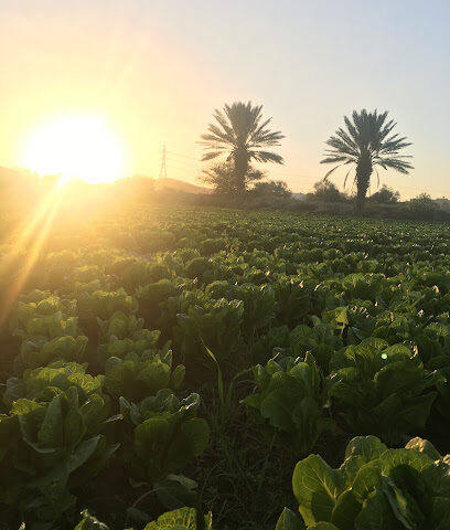 مزرعة الشيخ / مبارك بن رزان الشيباني - Taif -