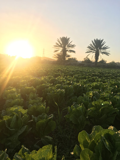 مزرعة الشيخ / مبارك بن رزان الشيباني - Taif 26554