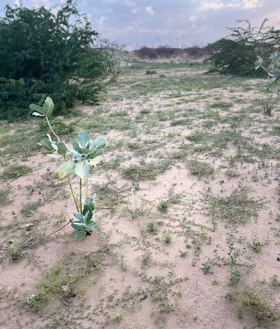 Al Qunisi Farm - Rabigh - +966 50 637 2922