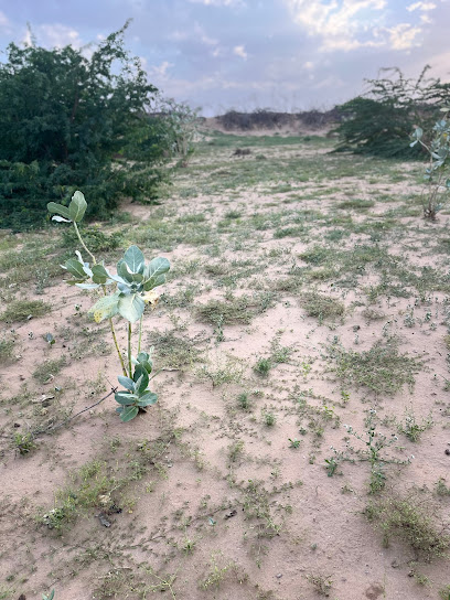 Al Qunisi Farm - Saudi Arabia|Rabigh 25729|R27G+C5G
