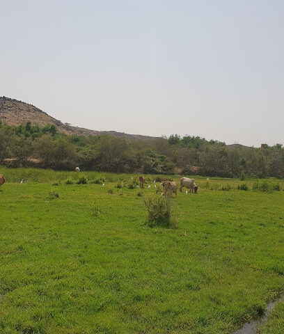 raghdan forest fire station - Al Bahah -
