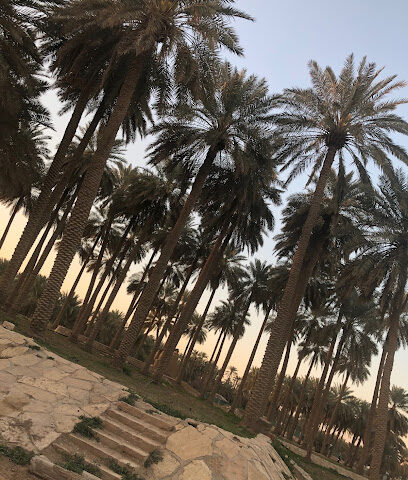 Fresh Vegetables Farm - Riyadh -