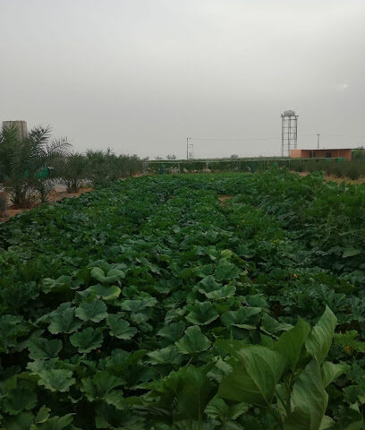 مزرعة المزيد - Ar Rass - +966 50 863 6813