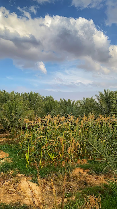 مزرعة العايذية - Saudi Arabia|3975، العذراء، الدلم 16222 7284،