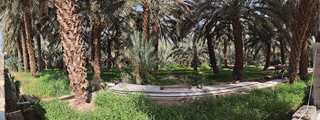 مزرعة تمرة العقيق - Al Madinah Al Munawwarah - +966 55 618 8823