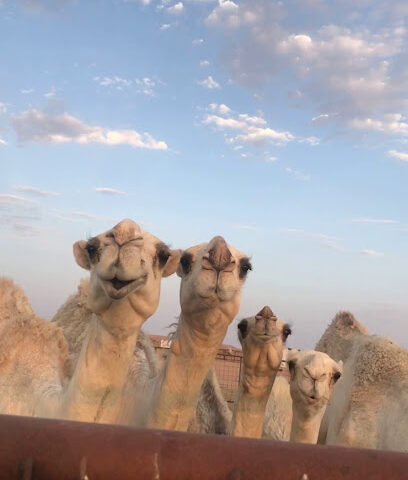 مزرعة الشيخ عبدالرحمن بن عبدالله الدريفيس رحمة الله - Uthaithiah -