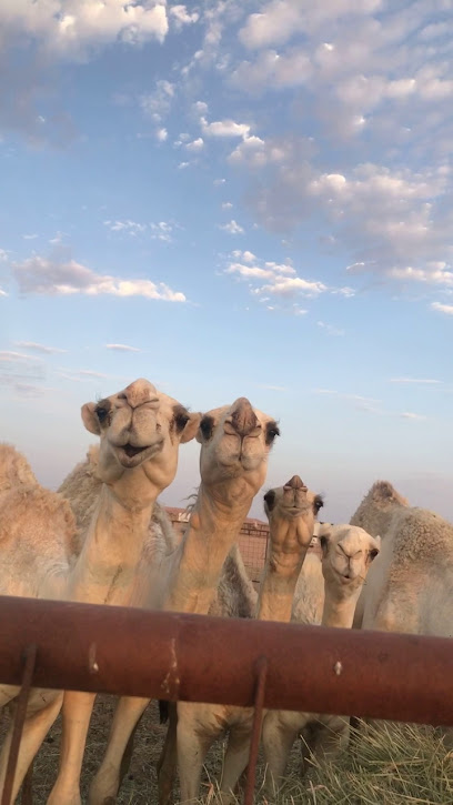 مزرعة الشيخ عبدالرحمن بن عبدالله الدريفيس رحمة الله - Saudi Arabia|Uthaithiah 15568|4CF3+CQ6