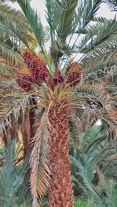 مزرعة أبو عنق - Saudi Arabia|42313|بني حارثة،